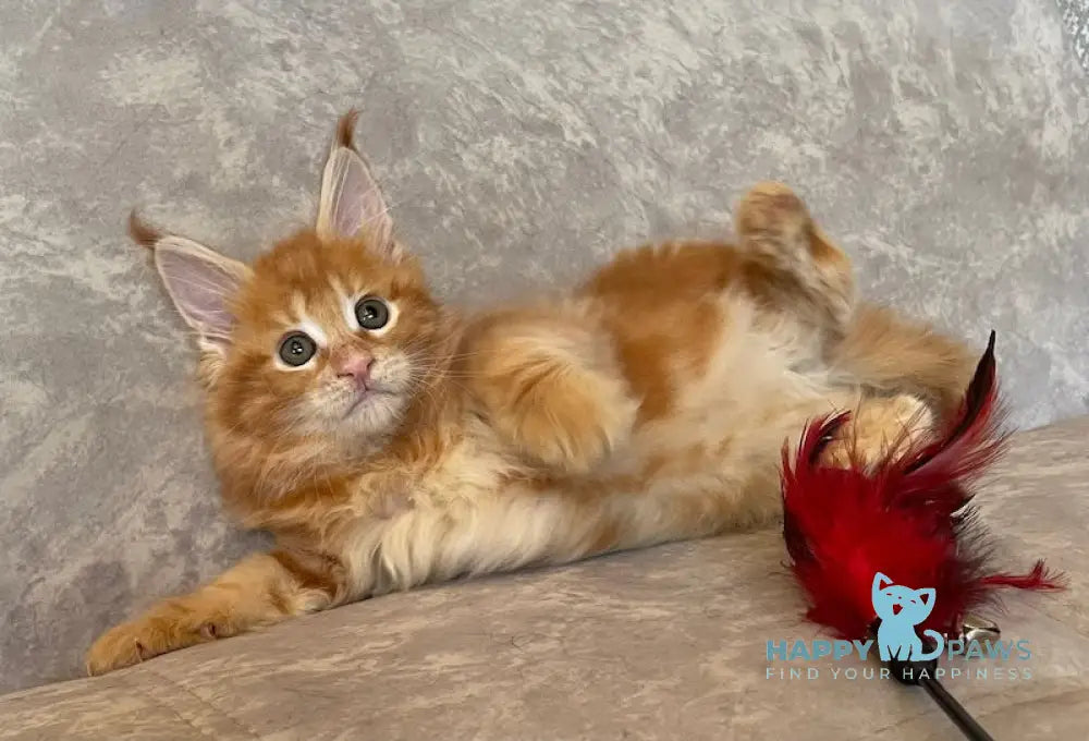 Danielle Maine Coon female red tabby live animals
