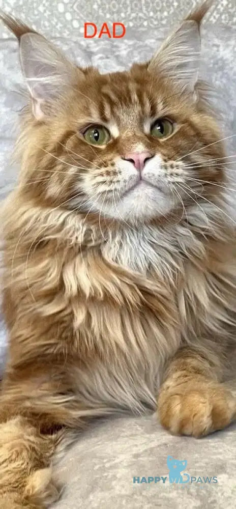 Danielle Maine Coon female red tabby live animals