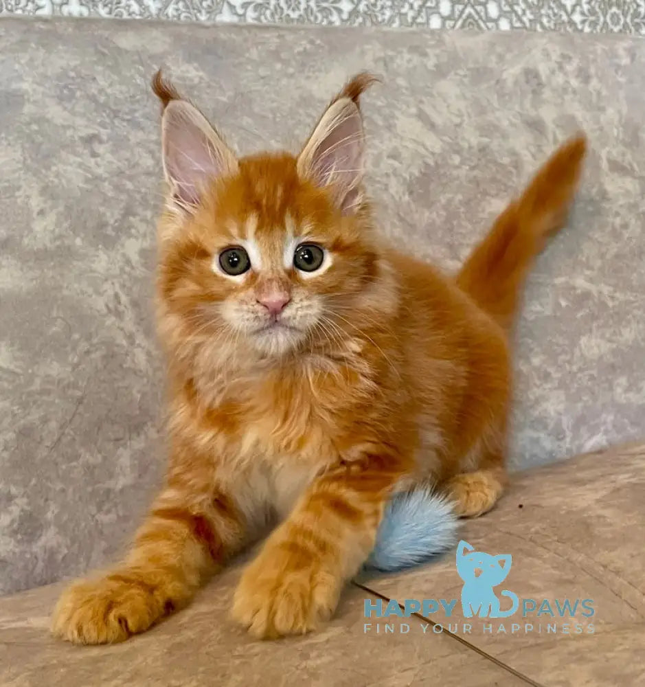 Danielle Maine Coon female red tabby live animals