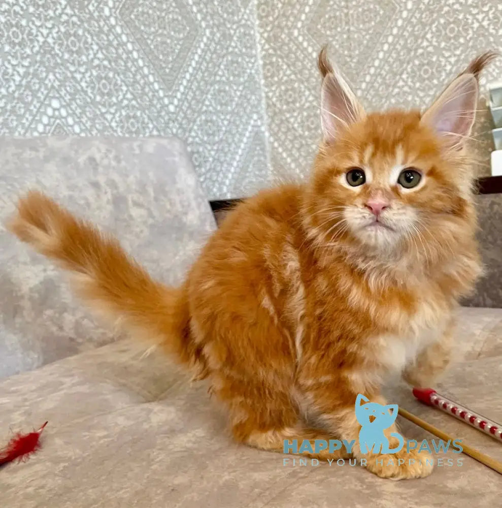 Danielle Maine Coon female red tabby live animals