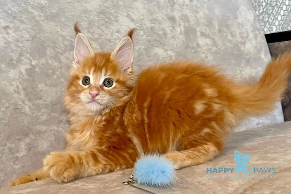 Danielle Maine Coon female red tabby live animals