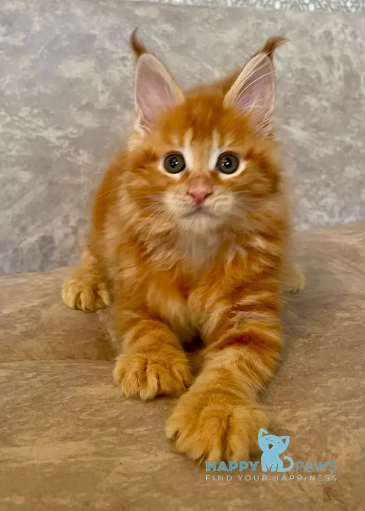 Danielle Maine Coon female red tabby live animals