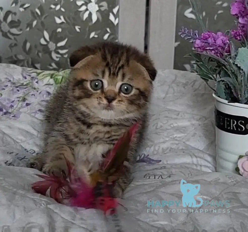Daniil Scottish Fold male black golden ticked tabby live animals