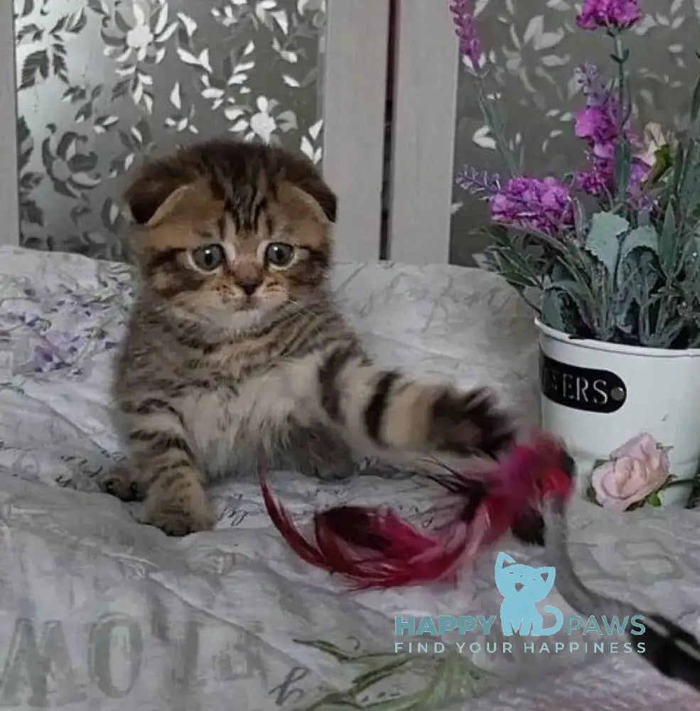 Daniil Scottish Fold male black golden ticked tabby live animals