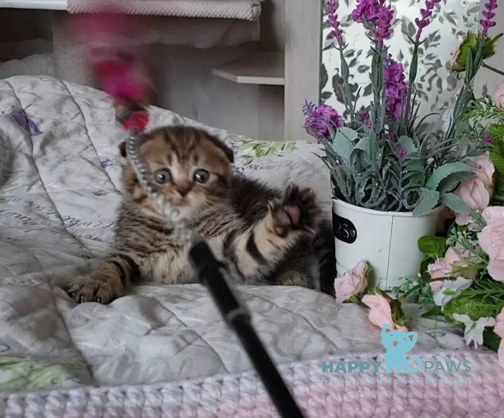 Daniil Scottish Fold male black golden ticked tabby live animals