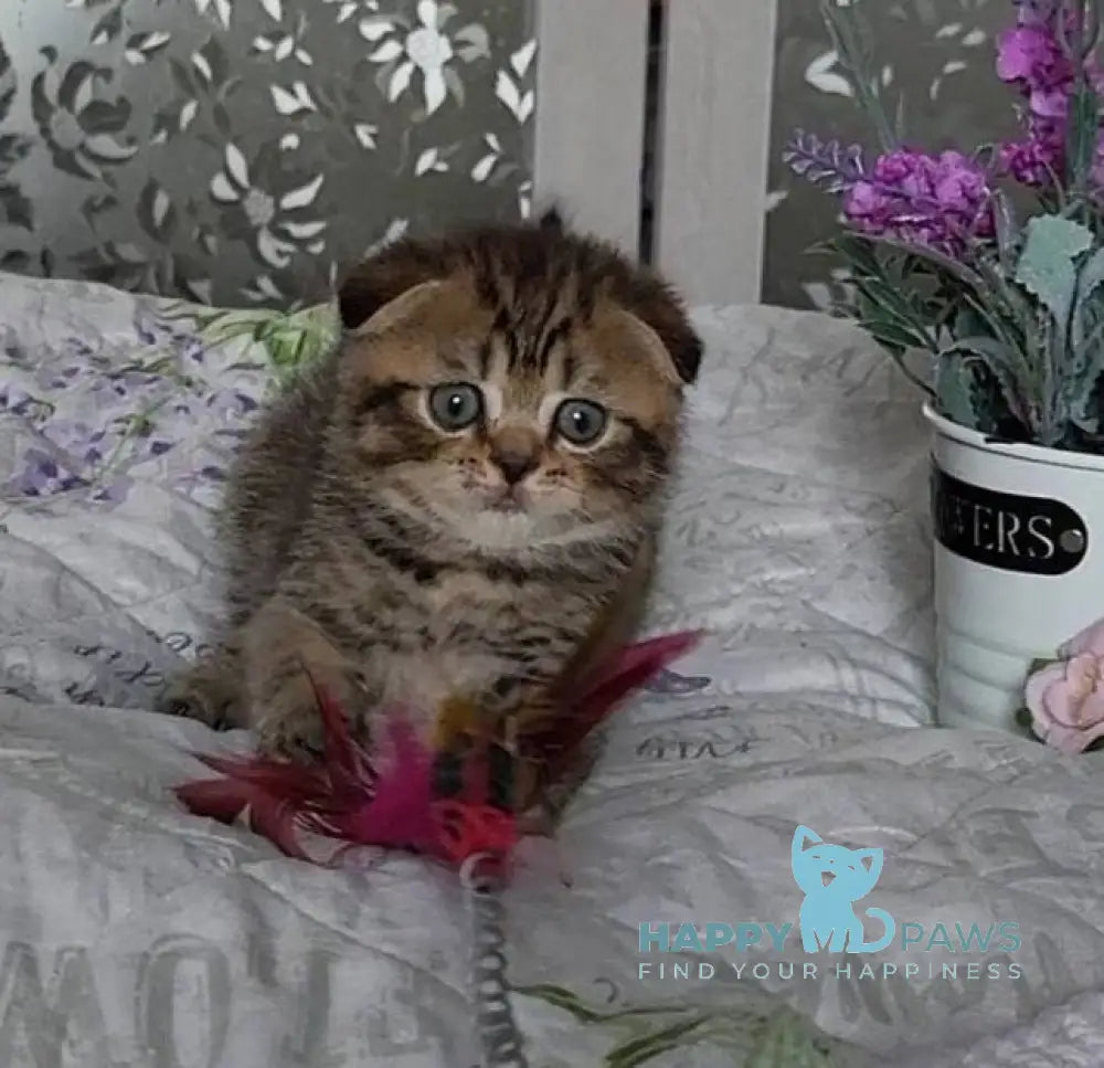 Daniil Scottish Fold male black golden ticked tabby live animals