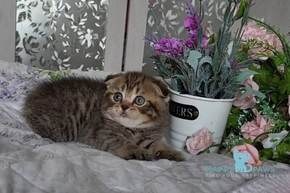 Daniil Scottish Fold male black golden ticked tabby live animals