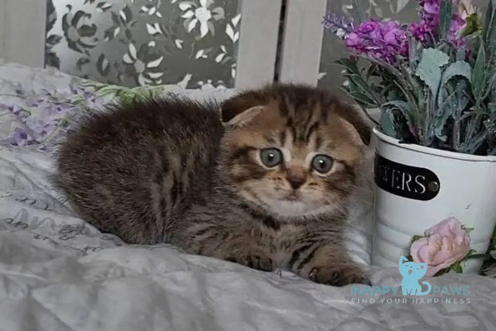 Daniil Scottish Fold male black golden ticked tabby live animals