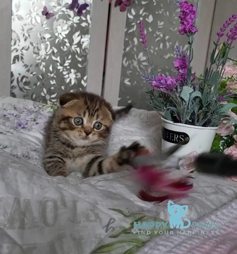 Daniil Scottish Fold male black golden ticked tabby live animals