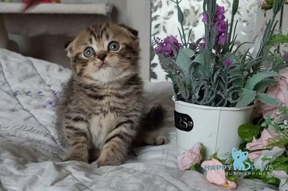 Daniil Scottish Fold male black golden ticked tabby live animals
