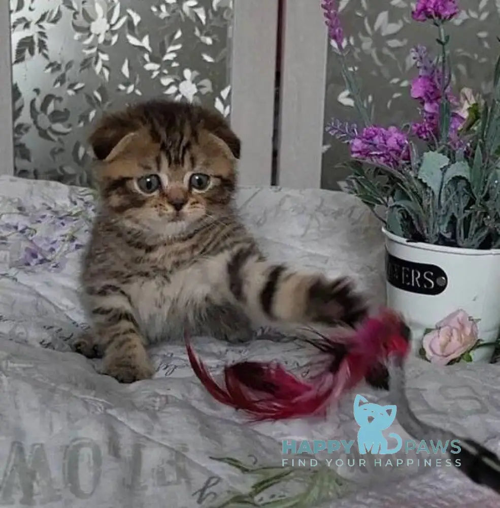Daniil Scottish Fold male black golden ticked tabby live animals