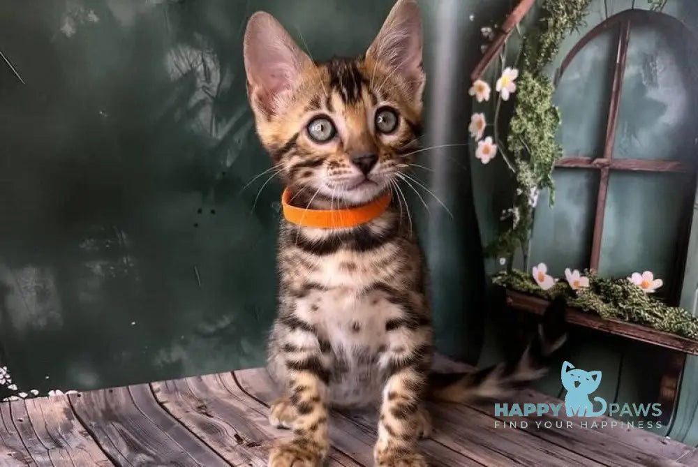 Danika Bengal female black spotted tabby live animals