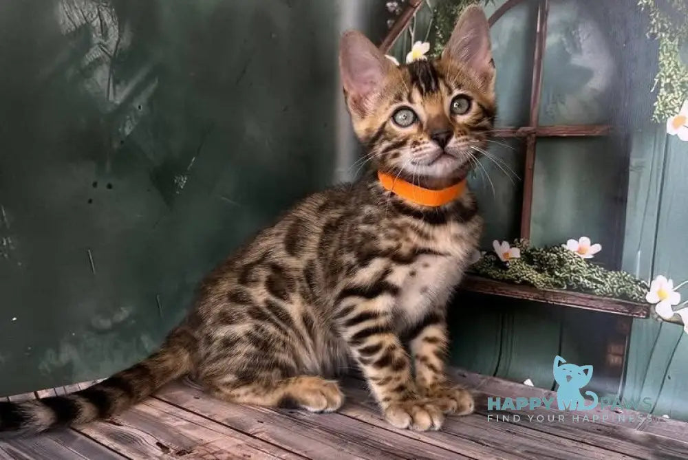 Danika Bengal female black spotted tabby live animals