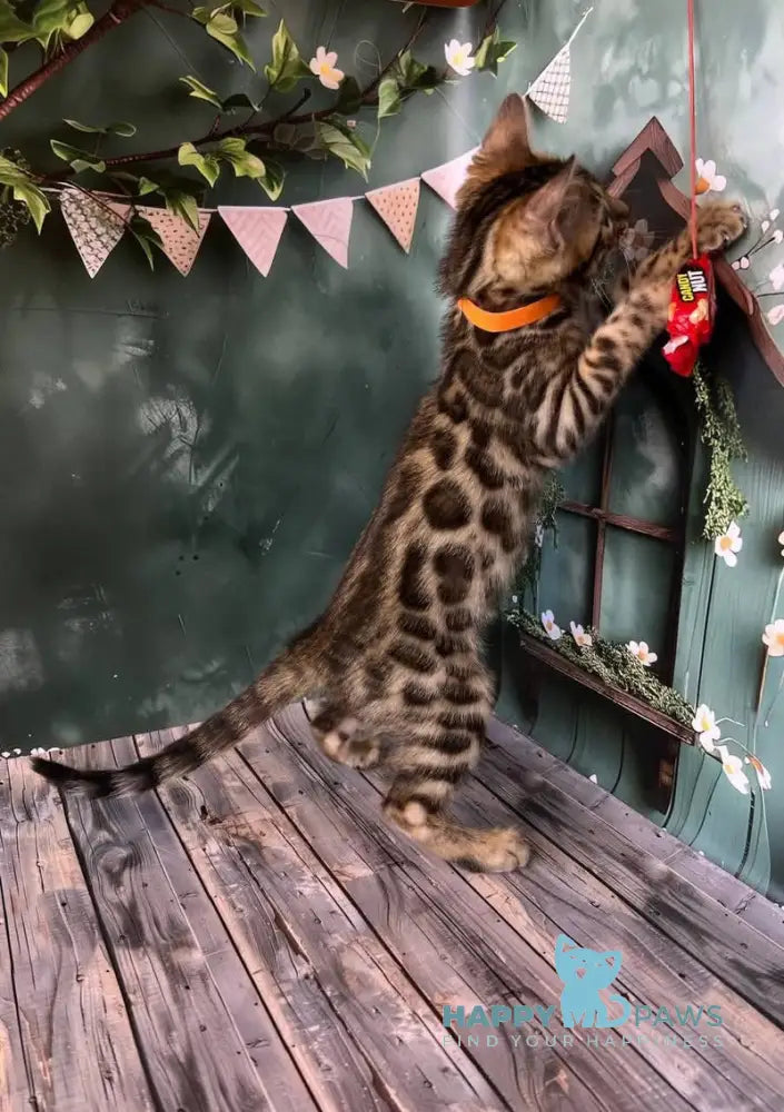 Danika Bengal female black spotted tabby live animals