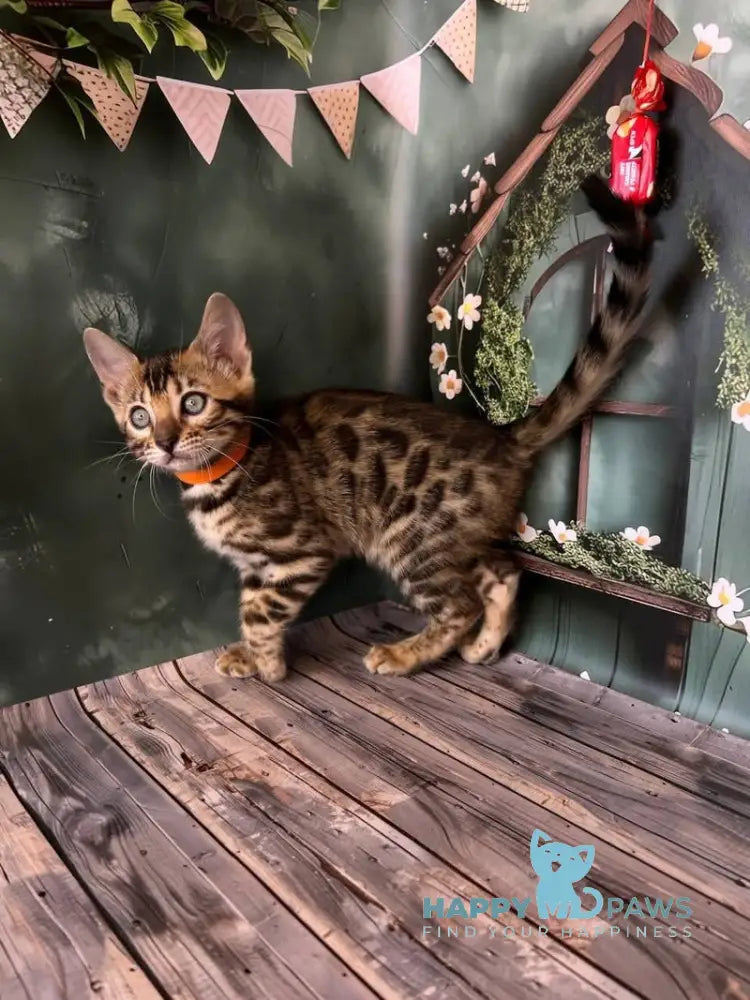 Danika Bengal female black spotted tabby live animals