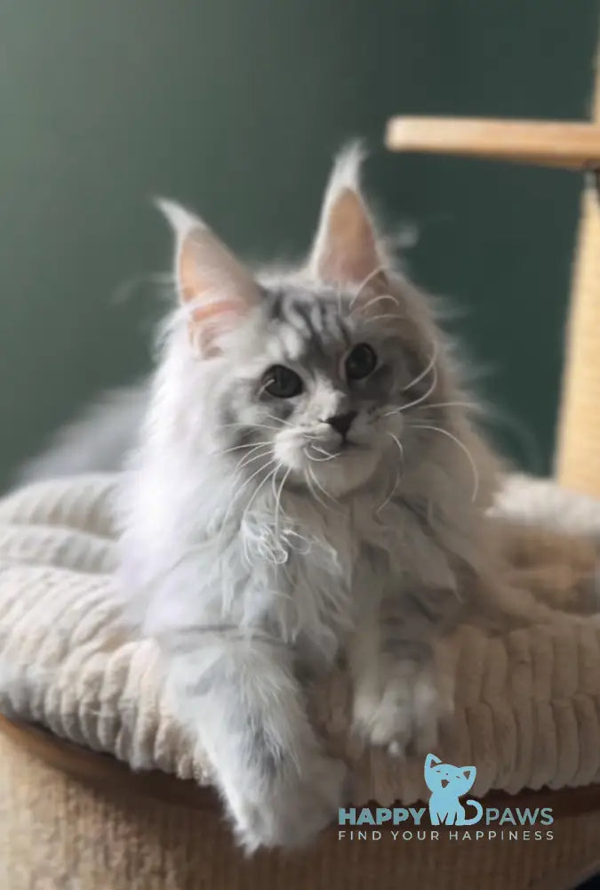 Danika Maine Coon female blue silver tabby live animals