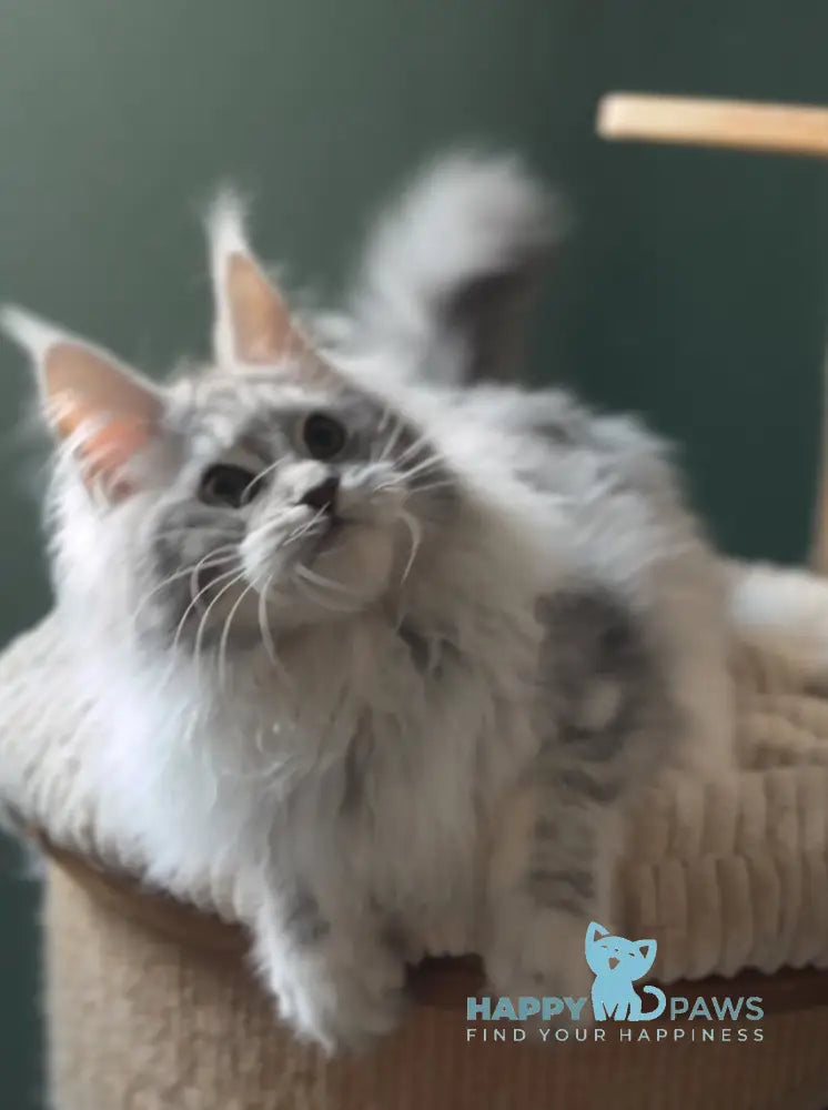 Danika Maine Coon female blue silver tabby live animals