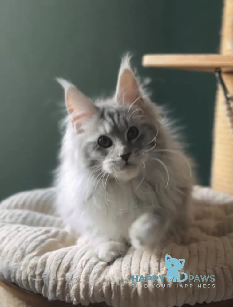 Danika Maine Coon female blue silver tabby live animals