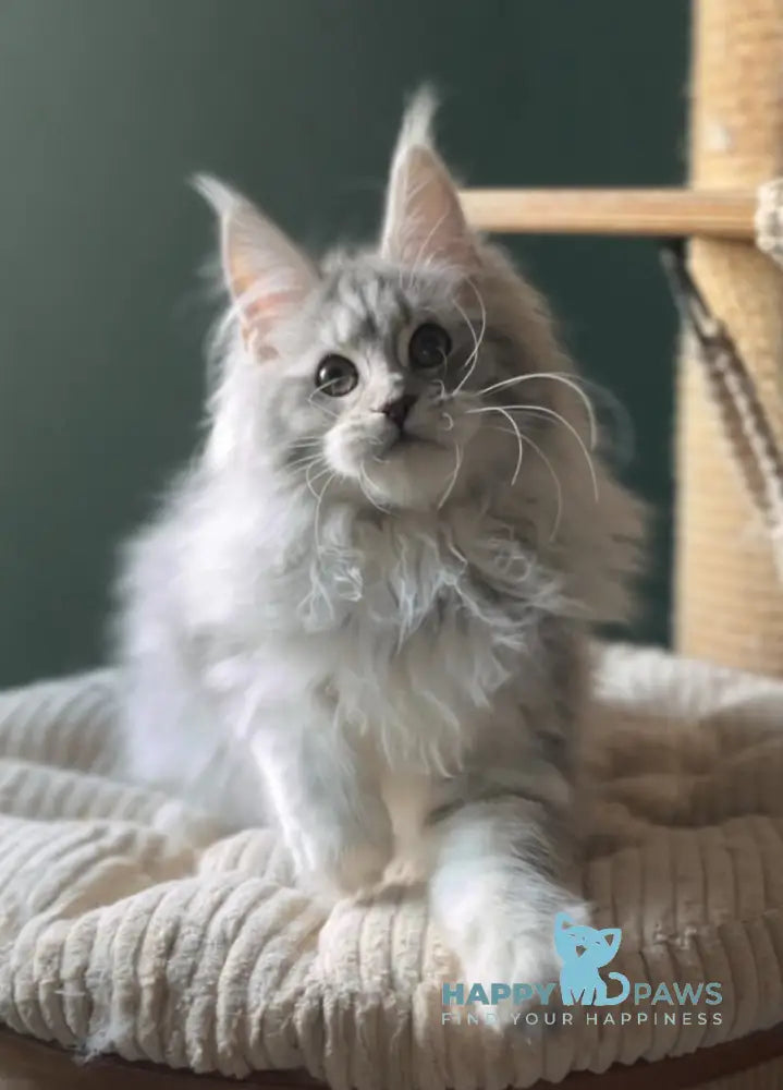 Danika Maine Coon female blue silver tabby live animals