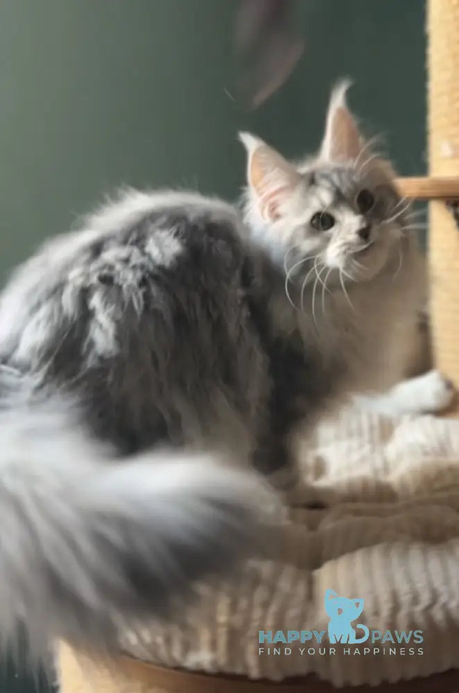 Danika Maine Coon female blue silver tabby live animals