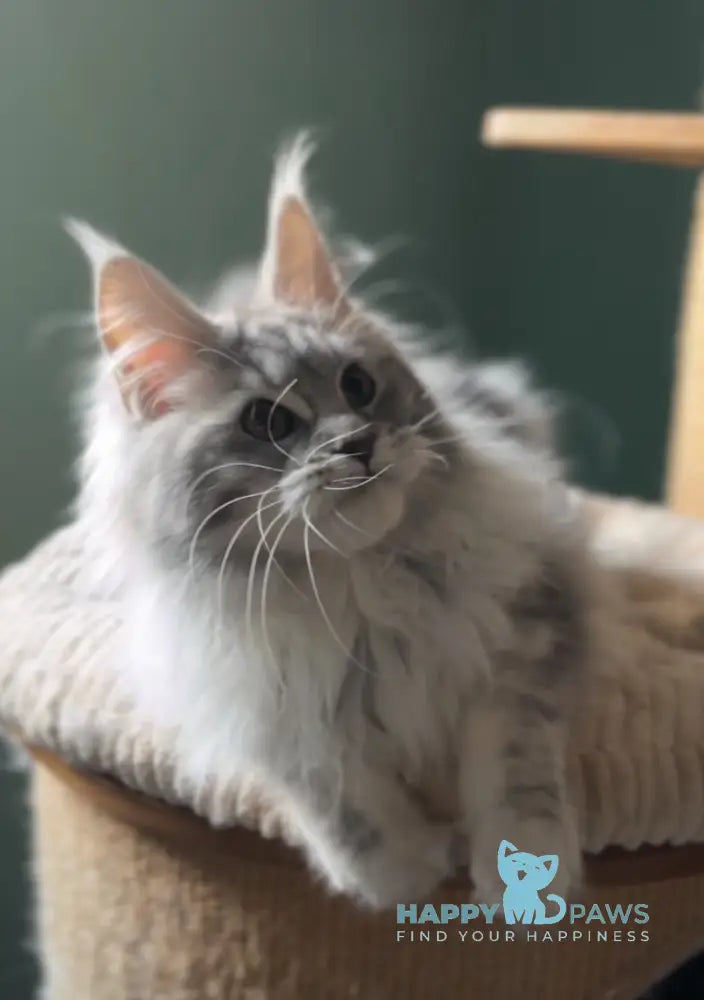 Danika Maine Coon female blue silver tabby live animals