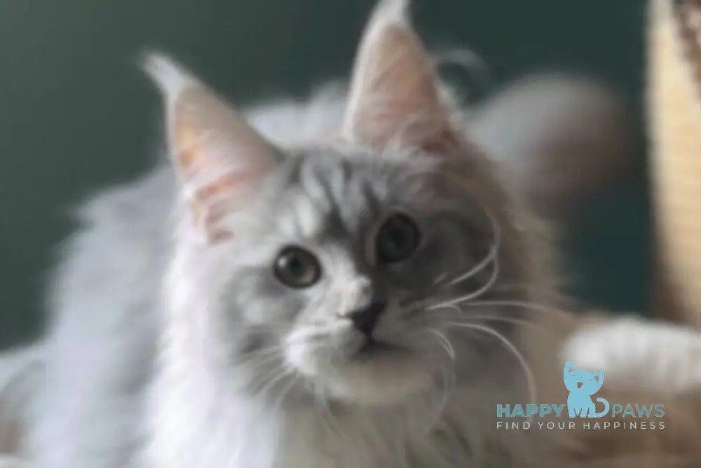 Danika Maine Coon female blue silver tabby live animals