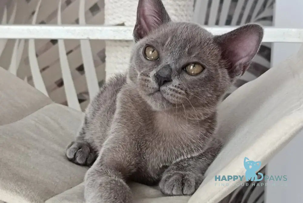 Danila Burmese male blue live animals