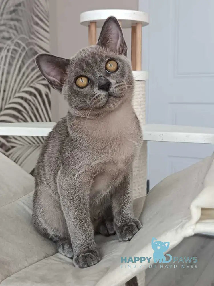 Danila Burmese male blue live animals