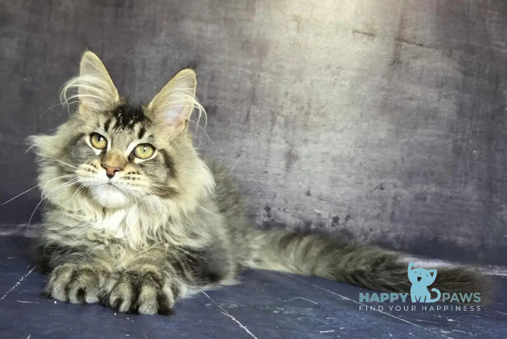 Danila Maine Coon male black ticked tabby live animals