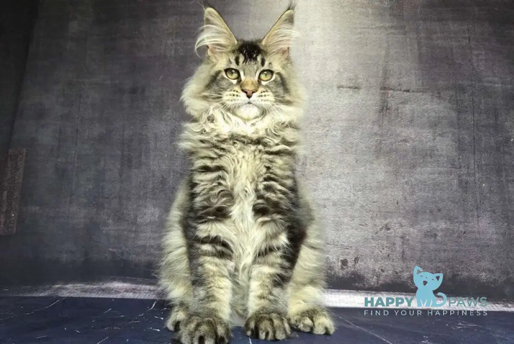 Danila Maine Coon male black ticked tabby live animals