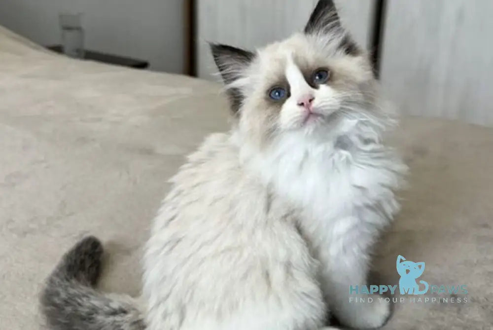 Danila Ragdoll male seal bicolour live animals