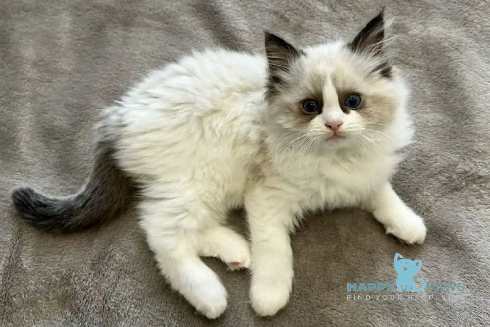Danila Ragdoll male seal bicolour live animals