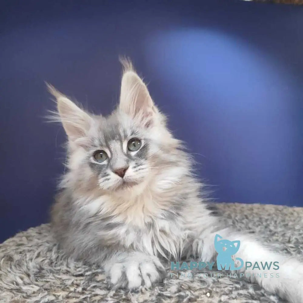 Danis Maine Coon male blue silver ticked tabby live animals