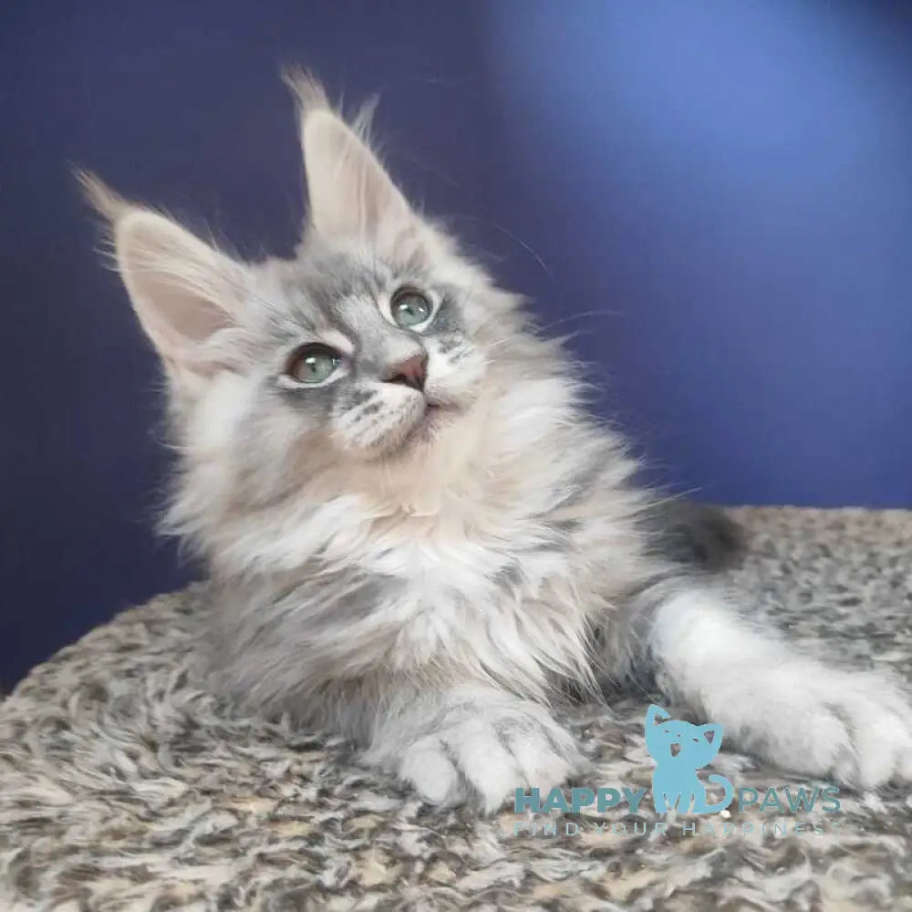 Danis Maine Coon male blue silver ticked tabby live animals