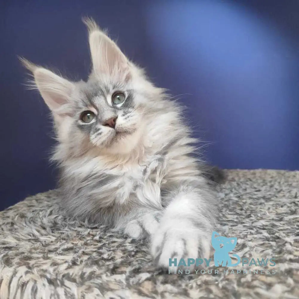 Danis Maine Coon male blue silver ticked tabby live animals