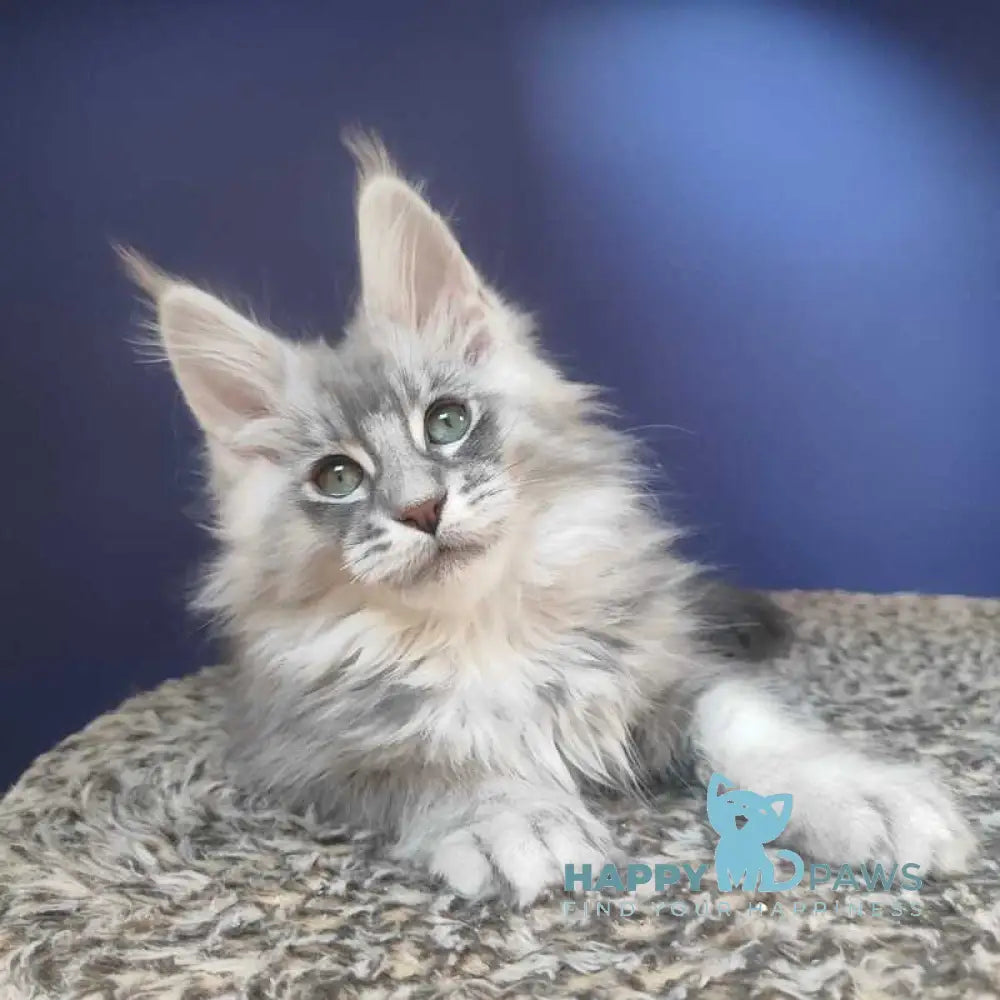 Danis Maine Coon male blue silver ticked tabby live animals