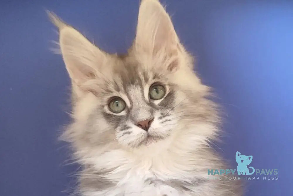 Danis Maine Coon male blue silver ticked tabby live animals
