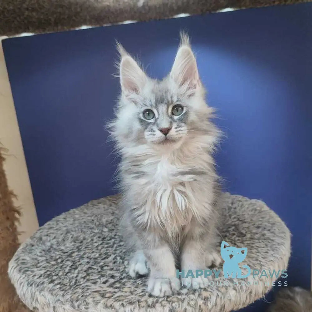 Danis Maine Coon male blue silver ticked tabby live animals