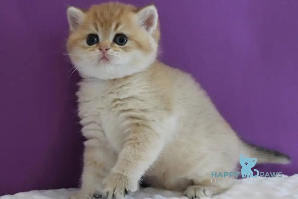 Danis Scottish Straight male black golden ticked tabby live animals