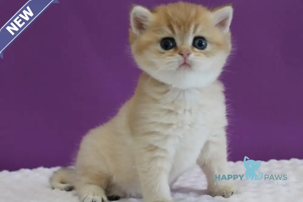 Danis Scottish Straight male black golden ticked tabby live animals