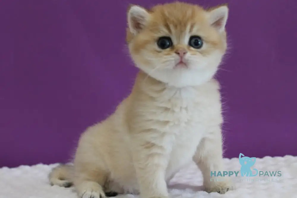 Danis Scottish Straight male black golden ticked tabby live animals