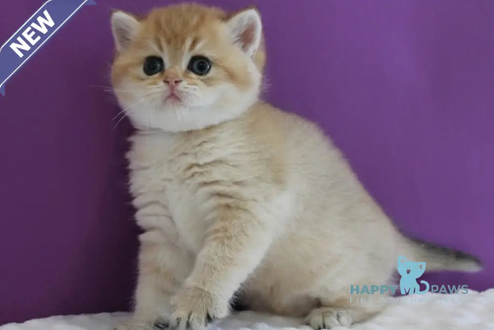 Danis Scottish Straight male black golden ticked tabby live animals