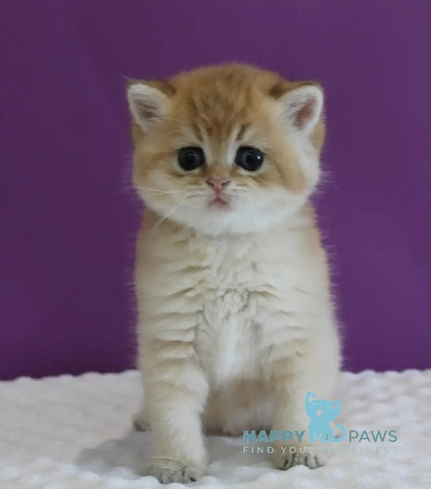 Danis Scottish Straight male black golden ticked tabby live animals