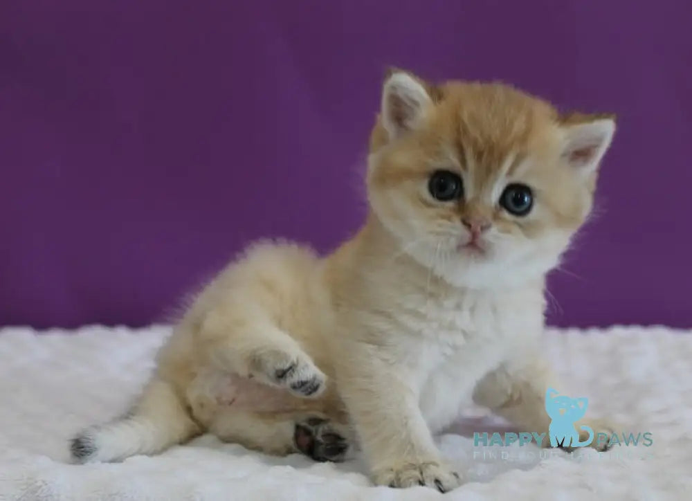 Danis Scottish Straight male black golden ticked tabby live animals