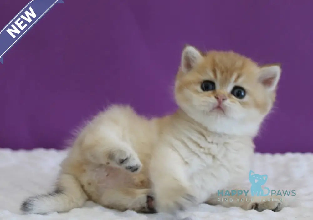 Danis Scottish Straight male black golden ticked tabby live animals