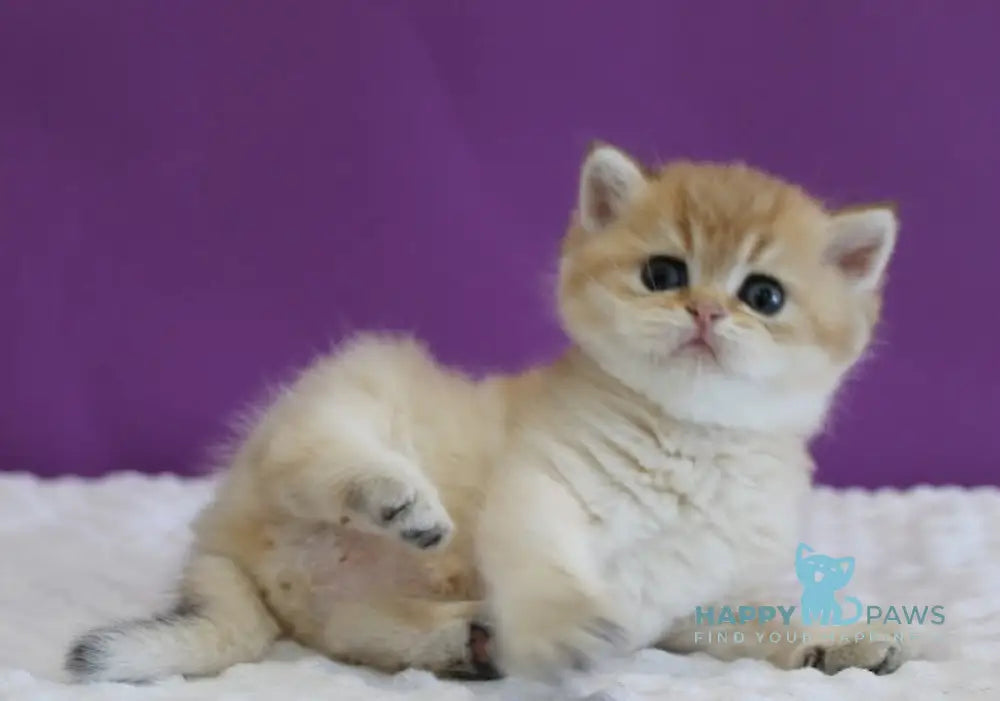 Danis Scottish Straight male black golden ticked tabby live animals