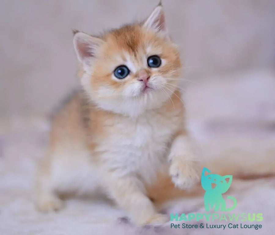 Danko British Shorthair male black golden chinchilla - live animals