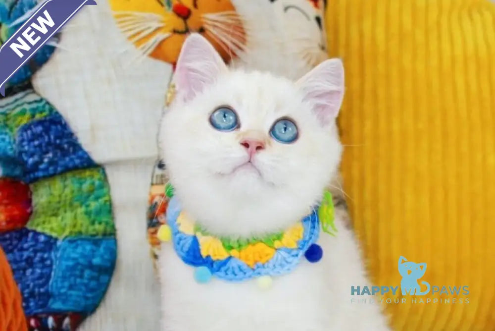 Danko Scottish Straight male black golden shaded pointed live animals