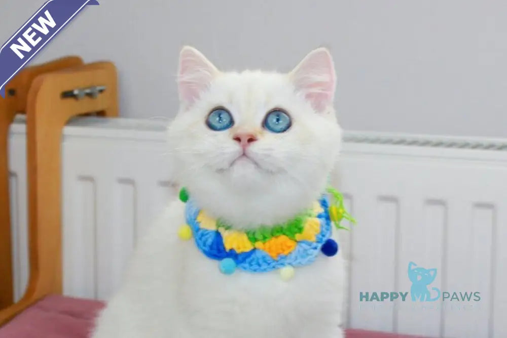 Danko Scottish Straight male black golden shaded pointed live animals