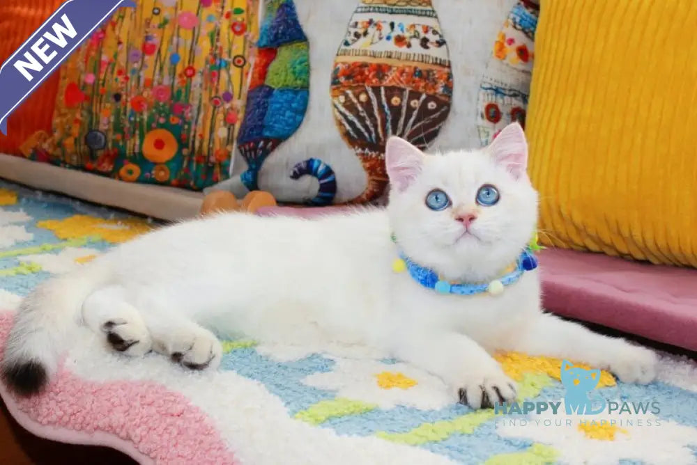 Danko Scottish Straight male black golden shaded pointed live animals